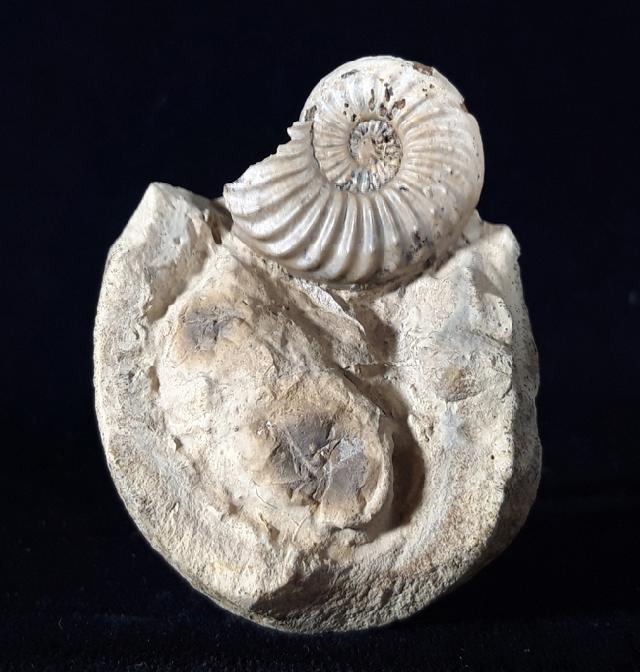Pleuroceras solare (PHILLIPS 1829) - Bild © FossNet FossilienStore